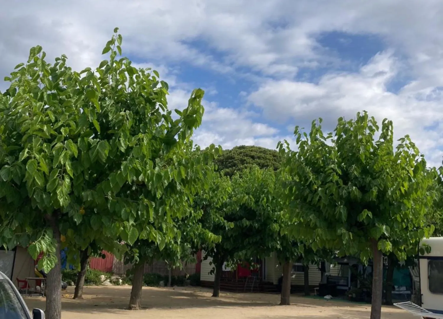 Camping El Pinar Platja Santa Susanna Campingplatz